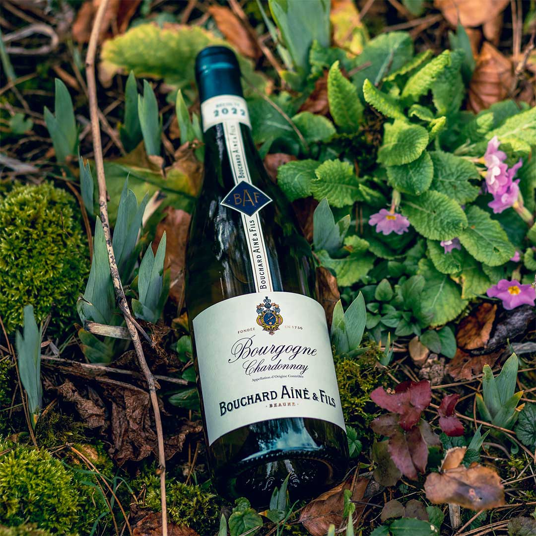 Вино Bouchard Aîné &amp; Fils Bourgogne Chardonnay белое сухое 0,75л 13% купить